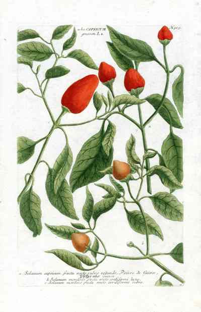 Johann W. Weinmann Phytanthoza Iconographia 1735 Pepper