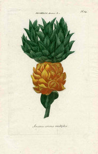 Johann W. Weinmann Phytanthoza Iconographia 1735 Pineapple - Panteek Antique Prints