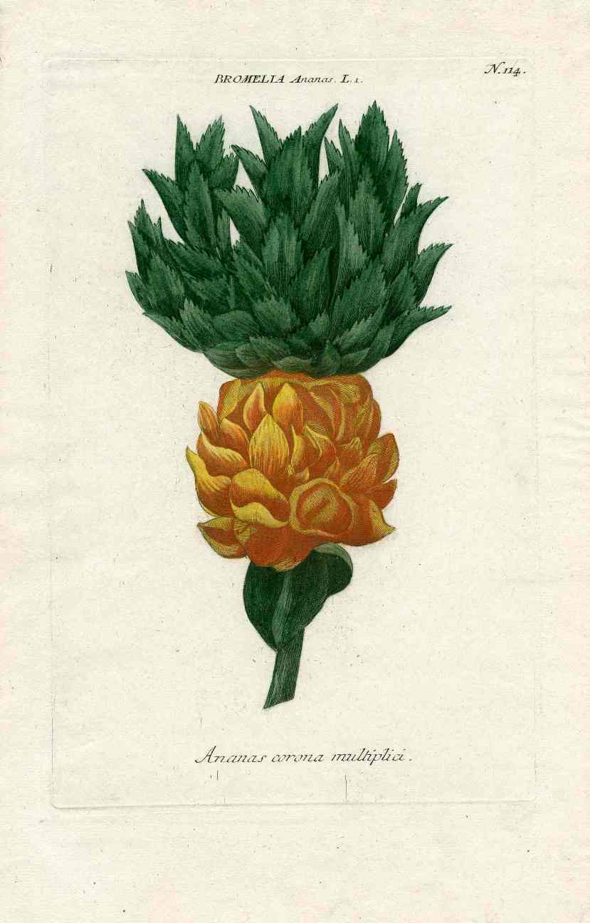 Johann W. Weinmann Phytanthoza Iconographia 1735 Pineapple