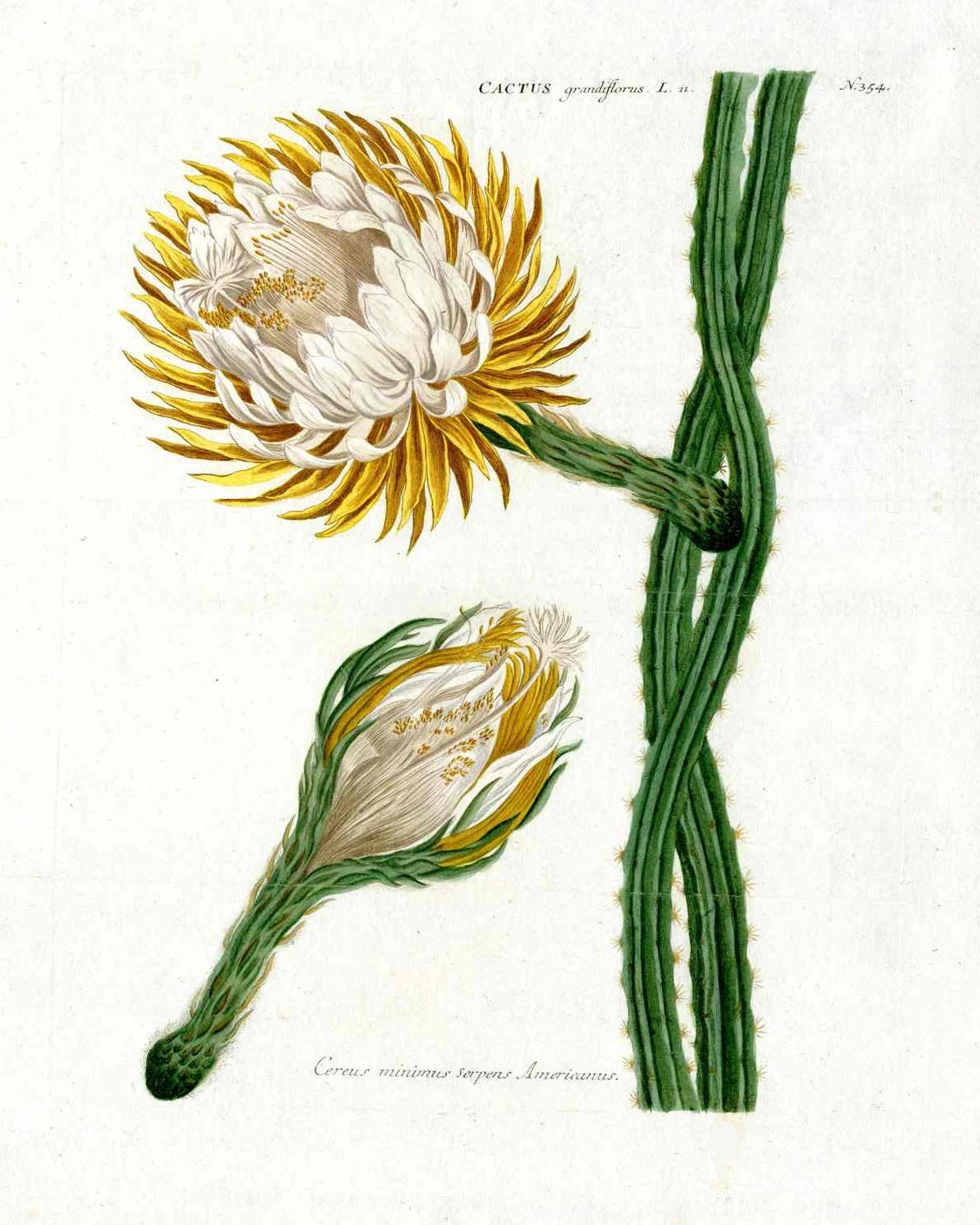 Johann W. Weinmann Phytanthoza Iconographia 1735 Queen of the Night