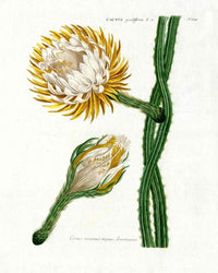 Johann W. Weinmann Phytanthoza Iconographia 1735 Queen of the Night - Panteek Antique Prints