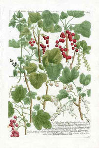 Johann W. Weinmann Phytanthoza Iconographia 1735 Red Currants - Panteek Antique Prints