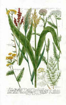 Johann W. Weinmann Phytanthoza Iconographia 1735 Sorghum, Millet - Panteek Antique Prints