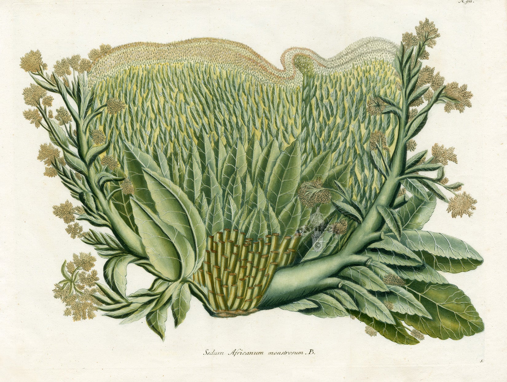 Johann W. Weinmann Phytanthoza Iconographia 1735 Stonecrop