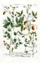 Johann W. Weinmann Phytanthoza Iconographia 1735 Strawberry - Panteek Antique Prints