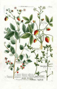 Johann W. Weinmann Phytanthoza Iconographia 1735 Strawberry - Panteek Antique Prints