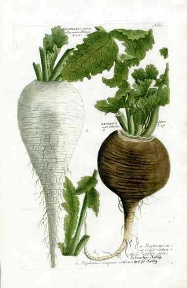 Johann W. Weinmann Phytanthoza Iconographia 1735 Turnip