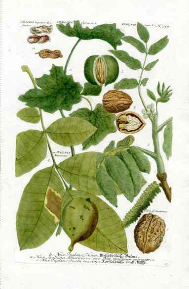 Johann W. Weinmann Phytanthoza Iconographia 1735 Walnut