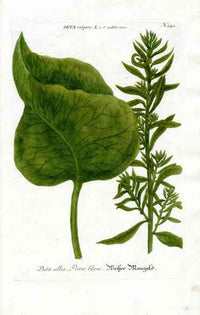 Johann W. Weinmann Phytanthoza Iconographia 1735 White Beet - Panteek Antique Prints
