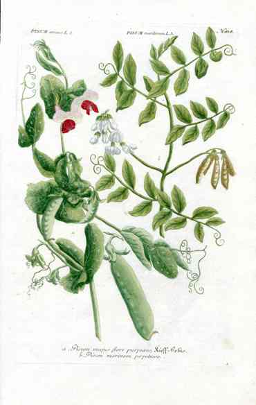Johann W. Weinmann Phytanthoza Iconographia 1735 White Pea