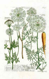 Johann W. Weinmann Phytanthoza Iconographia 1735 Wild Carrot - Panteek Antique Prints