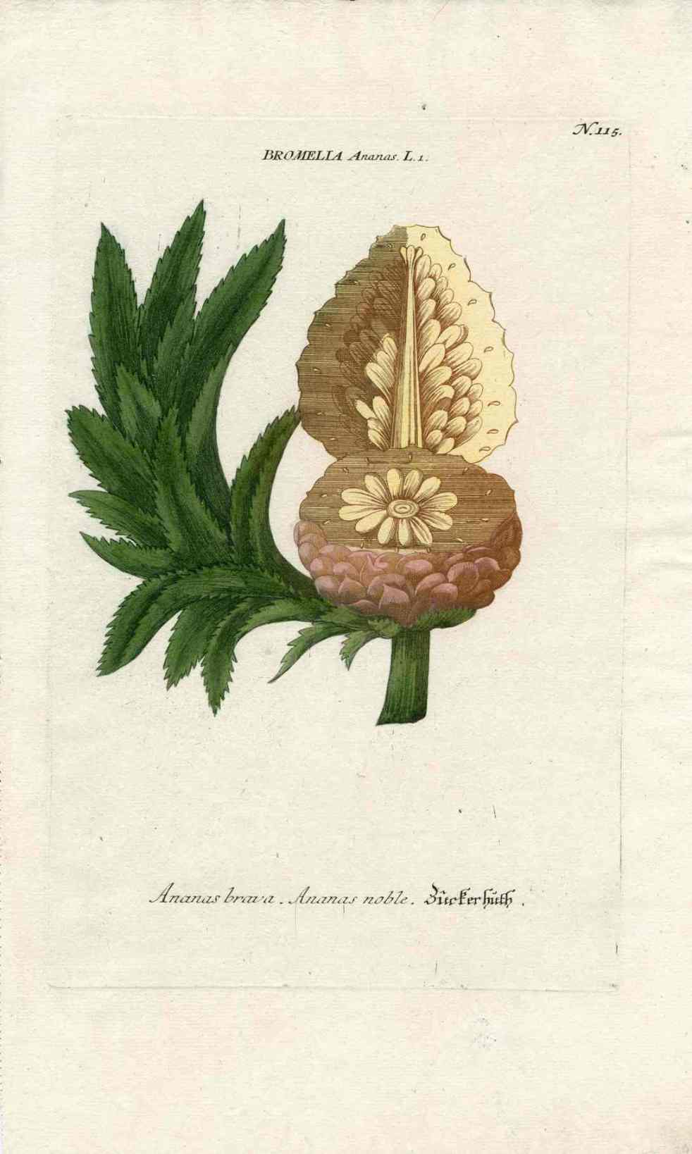 Johann W. Weinmann Phytanthoza Iconographia 1735 Wild Pineapple