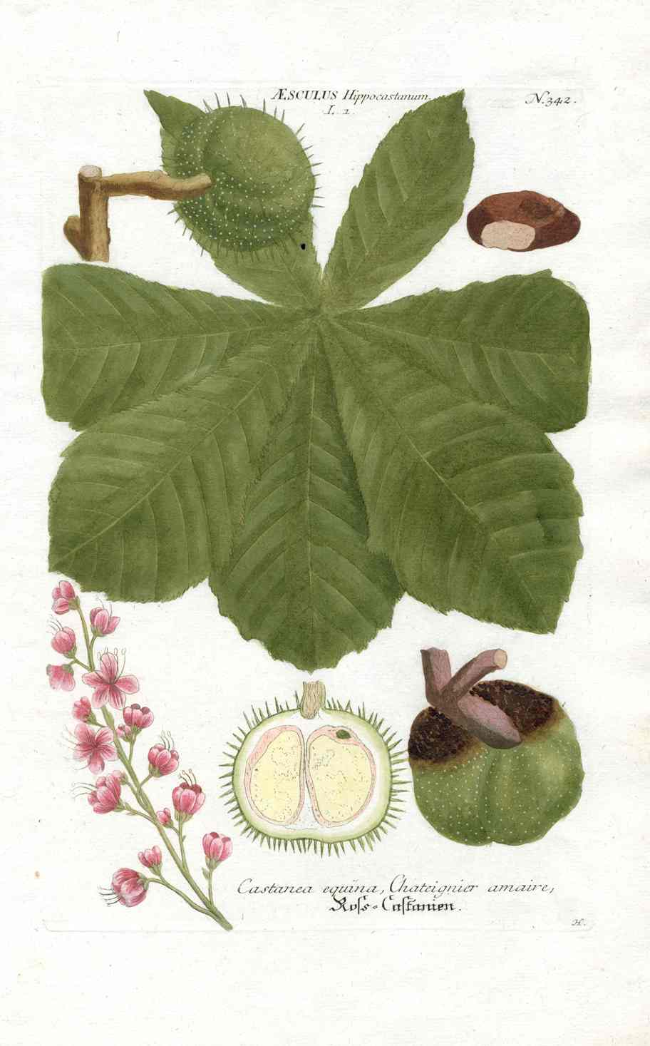 Johann W. Weinmann Phytanthoza Iconographia Sweet Chestnut
