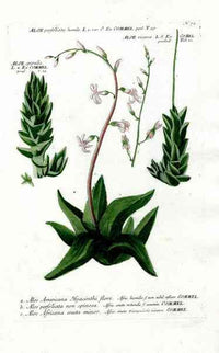 Johann Weinmann Antique Art Print Aloe Americana - Panteek Antique Prints