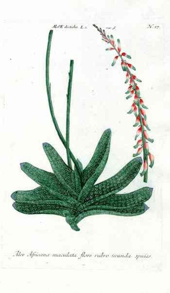 Johann Weinmann Antique Art Print Aloe humilis