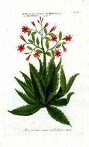 Johann Weinmann Antique Art Print Aloe Serrata - Panteek Antique Prints