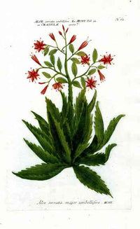 Johann Weinmann Antique Art Print Aloe Serrata - Panteek Antique Prints