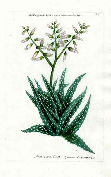 Johann Weinmann Antique Art Print Aloe Vera