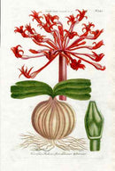 Johann Weinmann Antique Art Print Amaryllis Lilly - Panteek Antique Prints