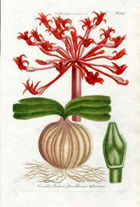 Johann Weinmann Antique Art Print Amaryllis Lilly - Panteek Antique Prints