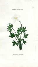 Johann Weinmann Antique Art Print Anemone - Panteek Antique Prints