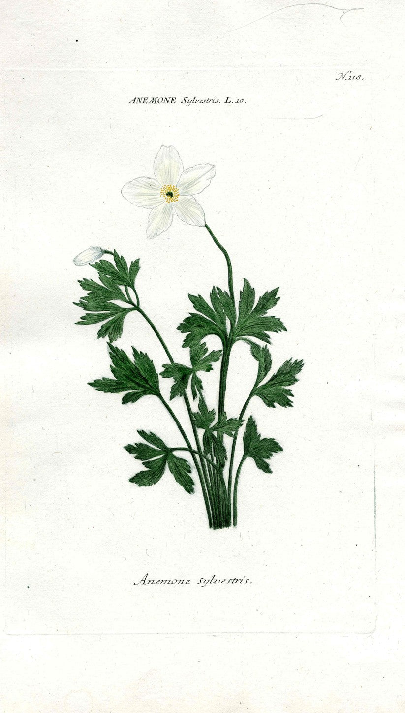 Johann Weinmann Antique Art Print Anemone