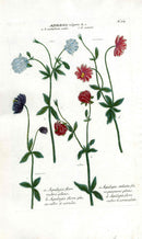 Johann Weinmann Antique Art Print Aquilegia - Panteek Antique Prints