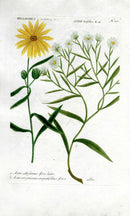 Johann Weinmann Antique Art Print Aster - Panteek Antique Prints