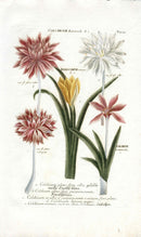 Johann Weinmann Antique Art Print Autumn Crocus - Panteek Antique Prints