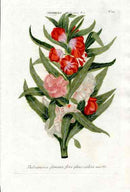 Johann Weinmann Antique Art Print Balsam - Panteek Antique Prints