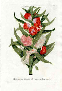 Johann Weinmann Antique Art Print Balsam - Panteek Antique Prints