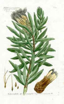 Johann Weinmann Antique Art Print Black-bearded Sugarbush - Panteek Antique Prints