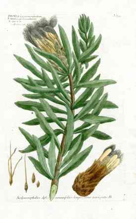 Johann Weinmann Antique Art Print Black-bearded Sugarbush