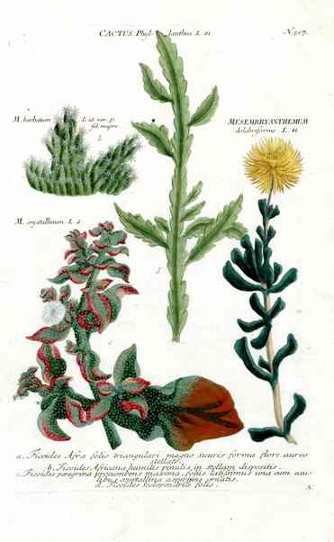 Johann Weinmann Antique Art Print Cactus