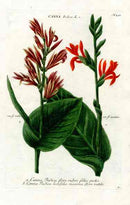 Johann Weinmann Antique Art Print Canna indica - Panteek Antique Prints