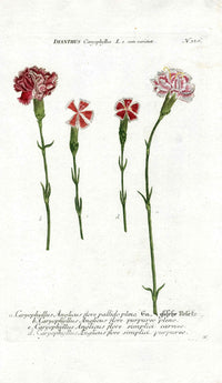 Johann Weinmann Antique Art Print Carnations - Panteek Antique Prints