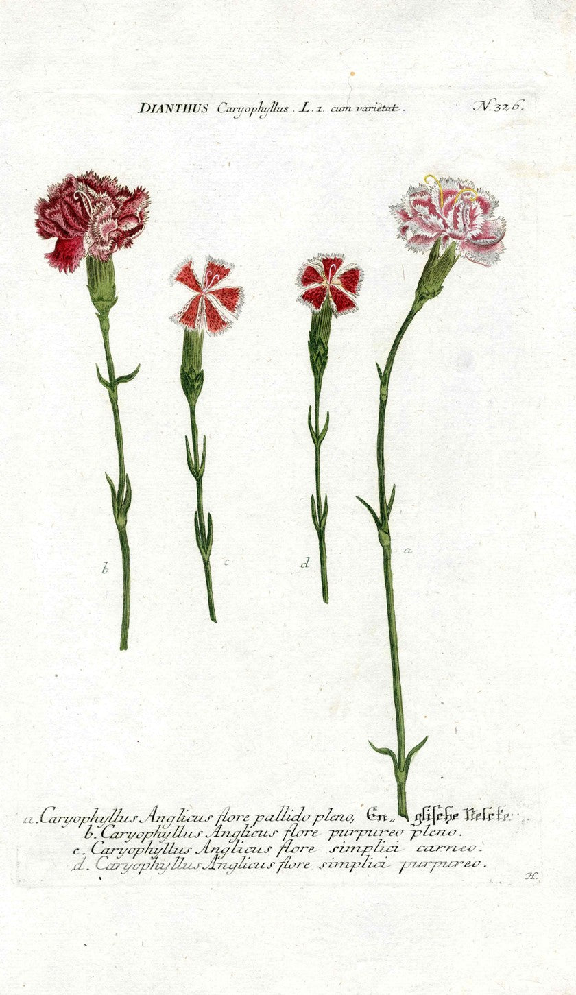 Johann Weinmann Antique Art Print Carnations