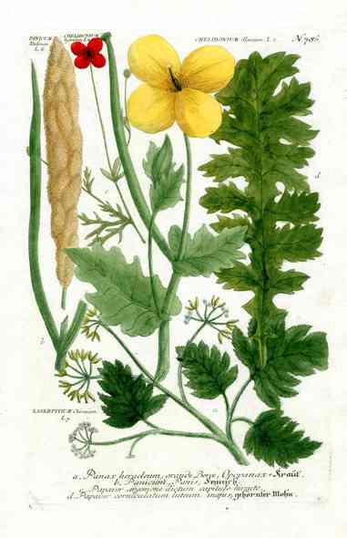 Johann Weinmann Antique Art Print Celandine Poppy