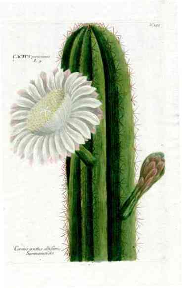 Johann Weinmann Antique Art Print Cereus Cactus