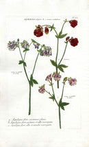 Johann Weinmann Antique Art Print Columbine - Panteek Antique Prints