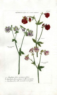 Johann Weinmann Antique Art Print Columbine - Panteek Antique Prints