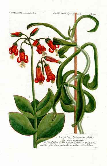 Johann Weinmann Antique Art Print Cotylaten