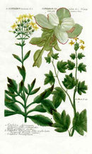 Johann Weinmann Antique Art Print Cotyledon Serratum - Panteek Antique Prints