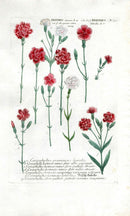Johann Weinmann Antique Art Print Dianthus - Panteek Antique Prints
