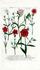 Johann Weinmann Antique Art Print Dianthus Chinensis - Panteek Antique Prints