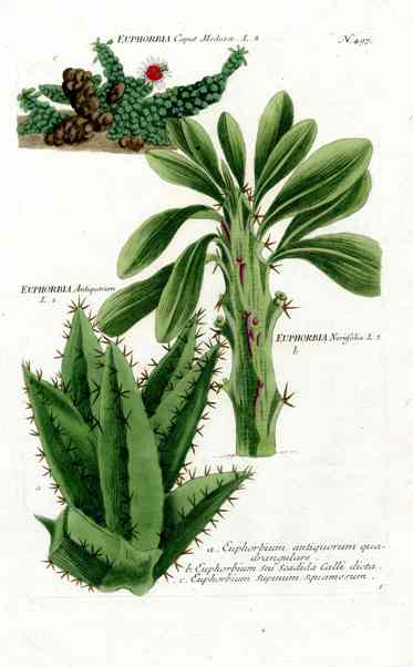 Johann Weinmann Antique Art Print Euphorbia Cactus