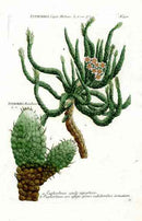 Johann Weinmann Antique Art Print Euphorbium - Panteek Antique Prints