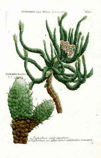 Johann Weinmann Antique Art Print Euphorbium - Panteek Antique Prints