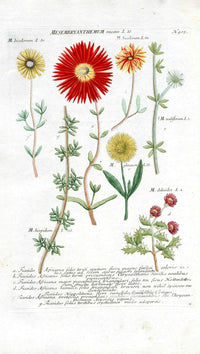 Johann Weinmann Antique Art Print Ficoides - Panteek Antique Prints