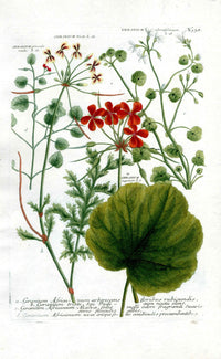 Johann Weinmann Antique Art Print Geranium Afr. - Panteek Antique Prints